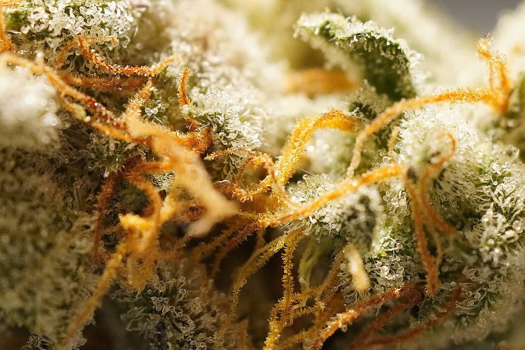 Growreport Bild 10