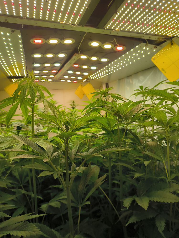 Growreport Bild 10