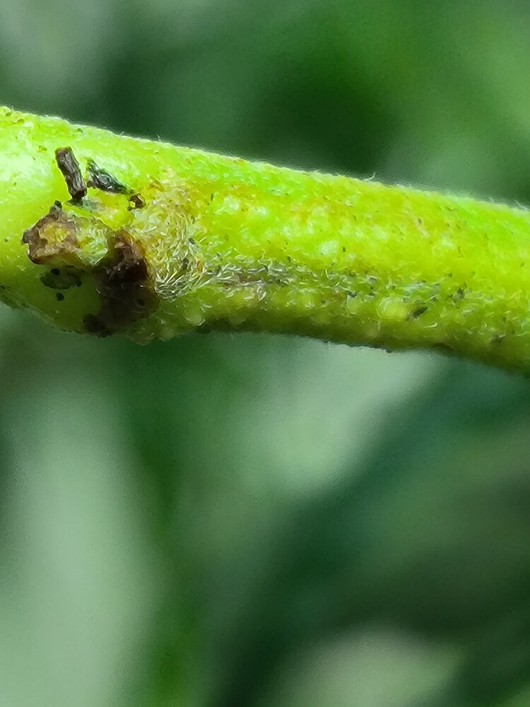Growreport Bild 4