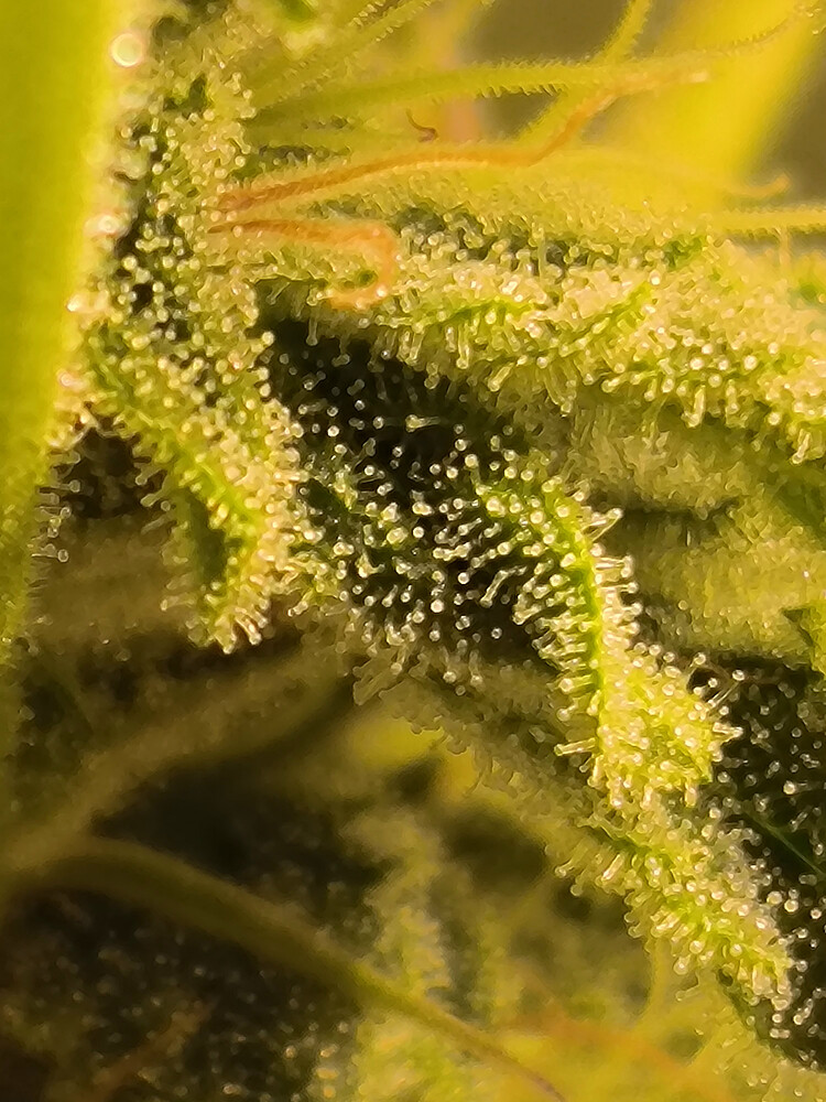 Growreport Bild 2
