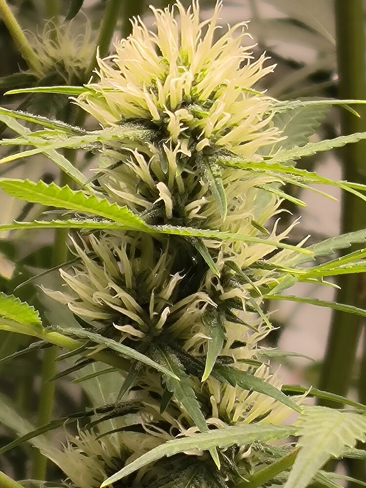 Growreport Bild 85