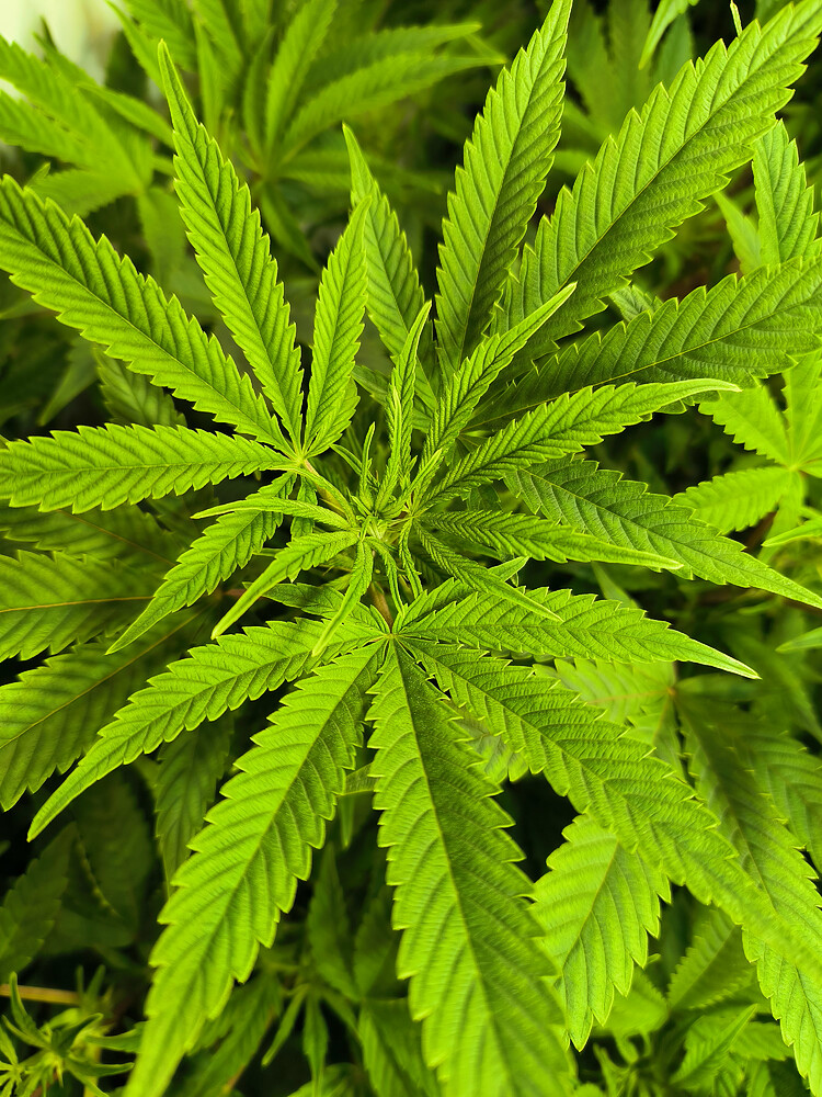 Growreport Bild 11