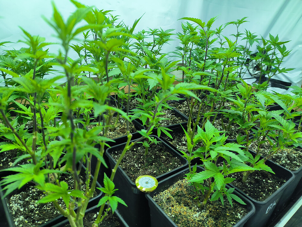 Growreport Bild 1