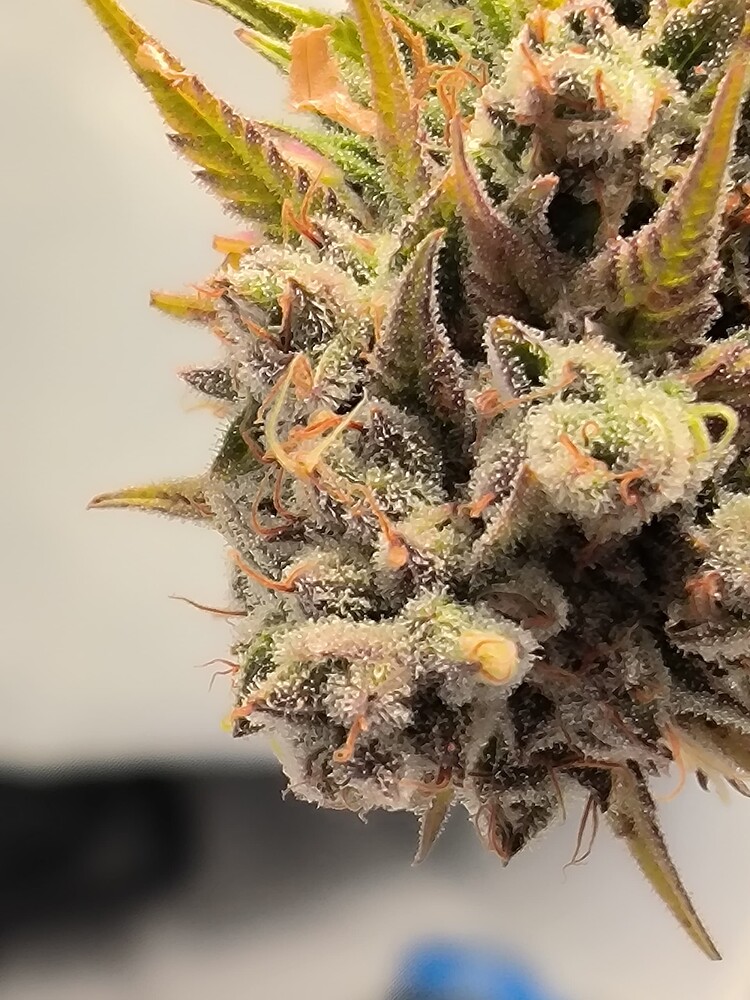 Nahaufnahme eines reifen Cannabis-Buds mit vielen Trichomen und orangefarbenen Stempeln.