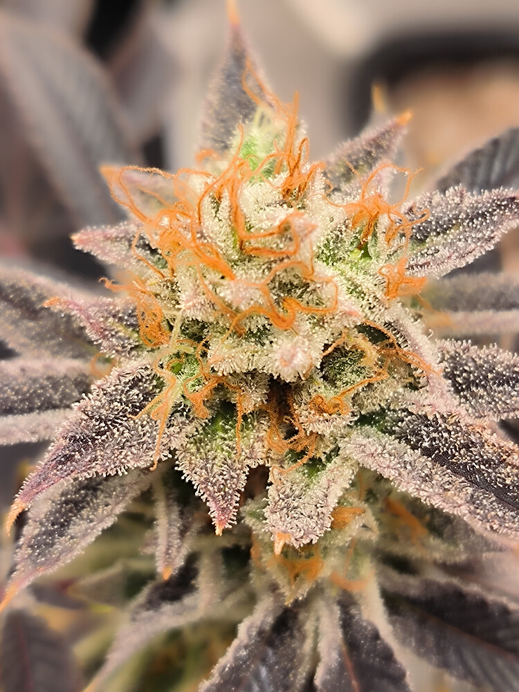 Growreport Bild 5