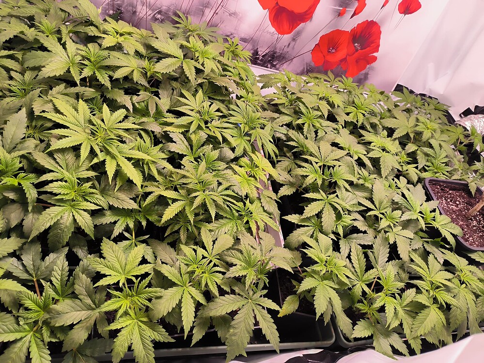 Mehrere junge Cannabis-Pflanzen in der Wachstumsphase, dicht beieinander in Töpfen, mit vielen grünen Blättern und deutlichen Verzweigungen.