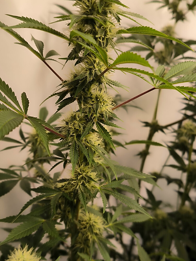 Growreport Bild 7