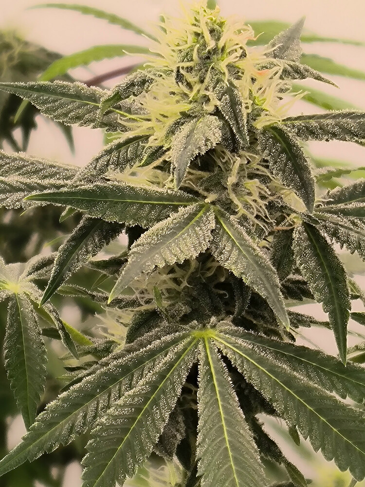 Growreport Bild 10
