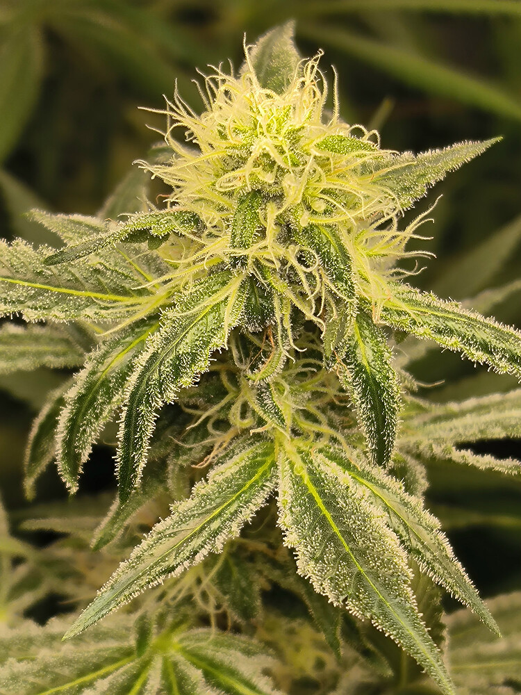 Growreport Bild 6