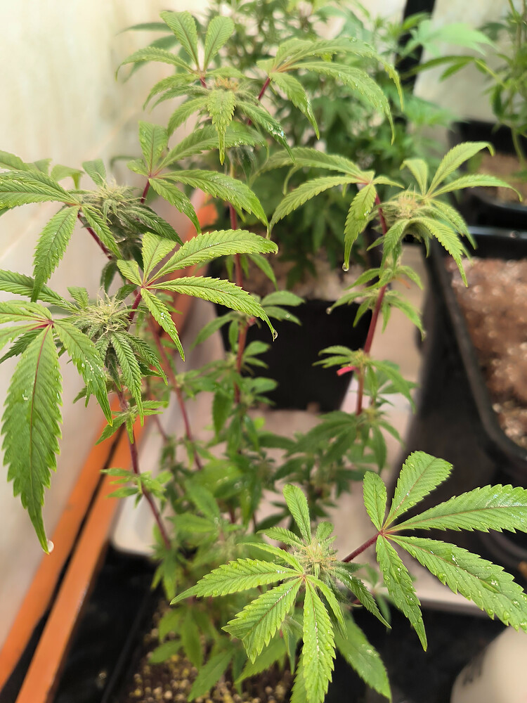 Growreport Bild 8