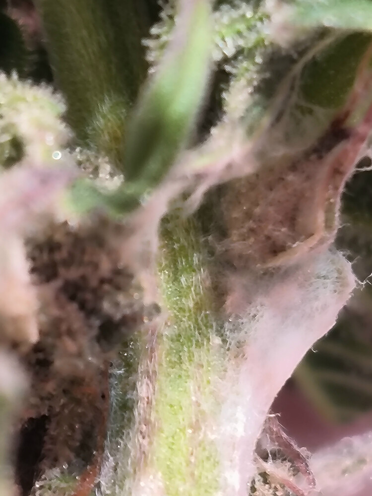 Growreport Bild 2
