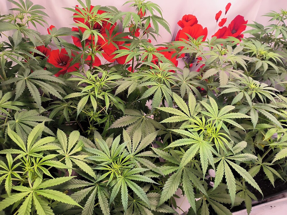 Mehrere junge Cannabis-Pflanzen in der Wachstumsphase, dicht beieinander stehend, mit ausgeprägten Fächerblättern. Im Hintergrund sind rote Mohnblumen-Motive auf einer weißen Fläche zu sehen.