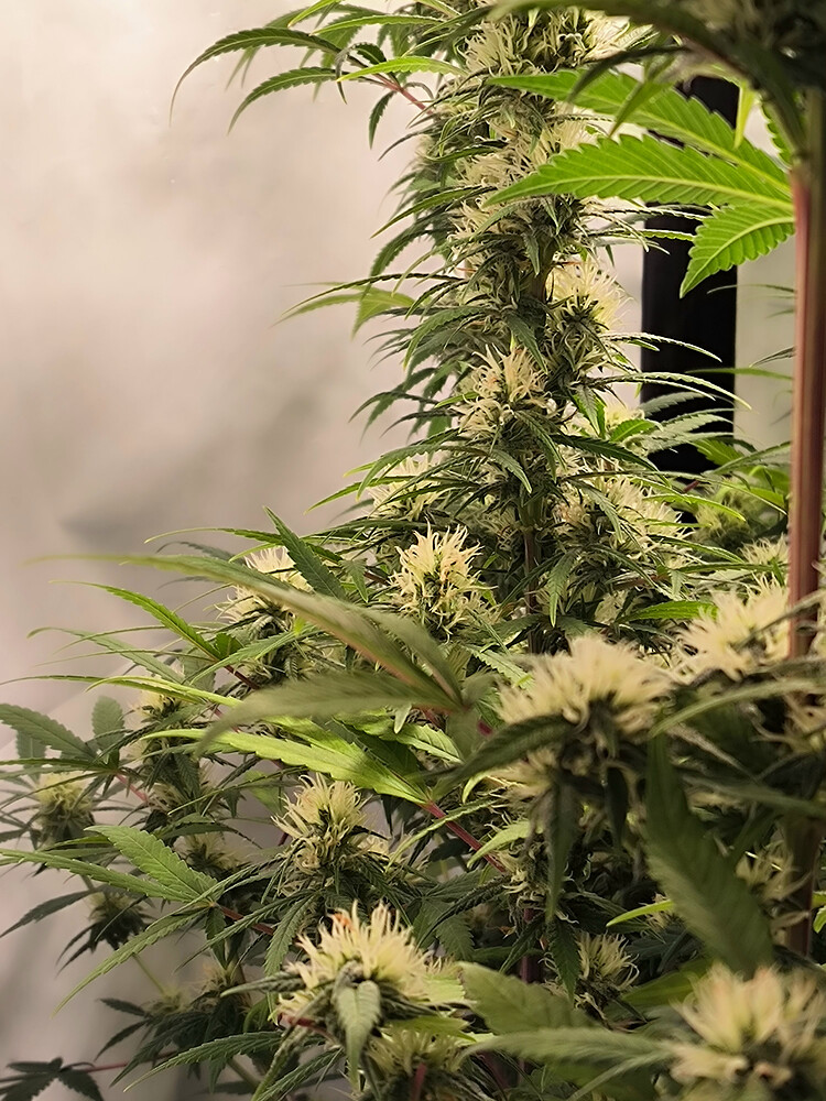 Growreport Bild 81
