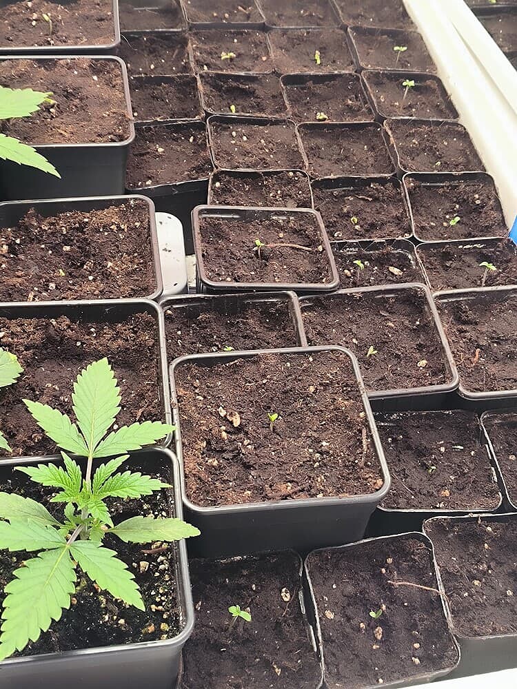 Mehrere kleine Cannabis-Pflanzen in verschiedenen Wachstumsstadien in schwarzen Töpfen, einige sind gerade gekeimt, eine ist bereits größer mit mehreren Blättern.