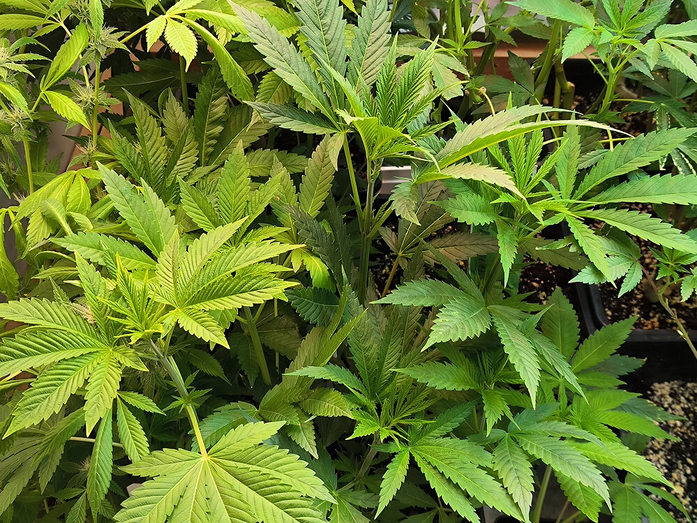 Growreport Bild 2