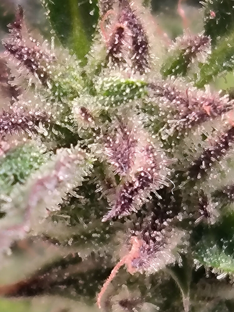 Growreport Bild 6