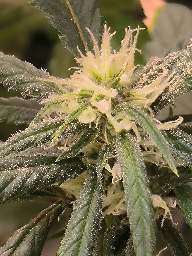 Growreport Bild 2