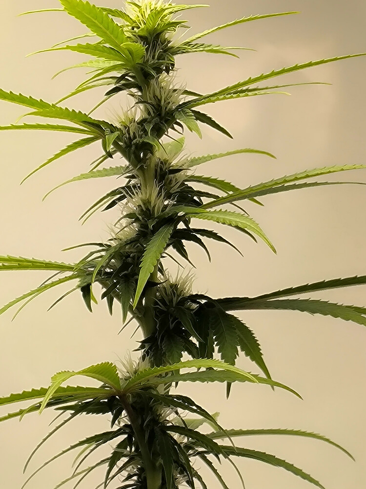 Growreport Bild 64