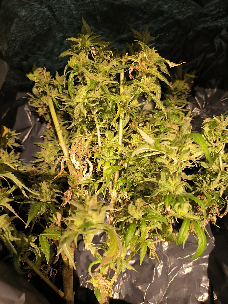 Growreport Bild 5