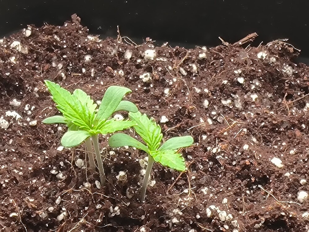 Growreport Bild 2