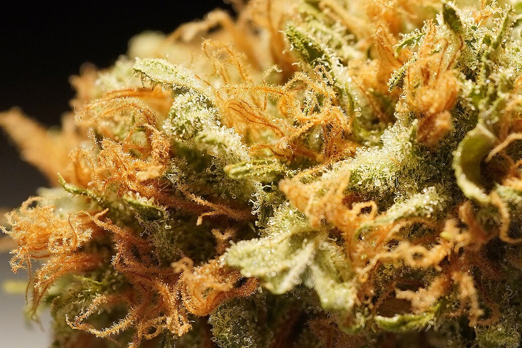 Growreport Bild 12