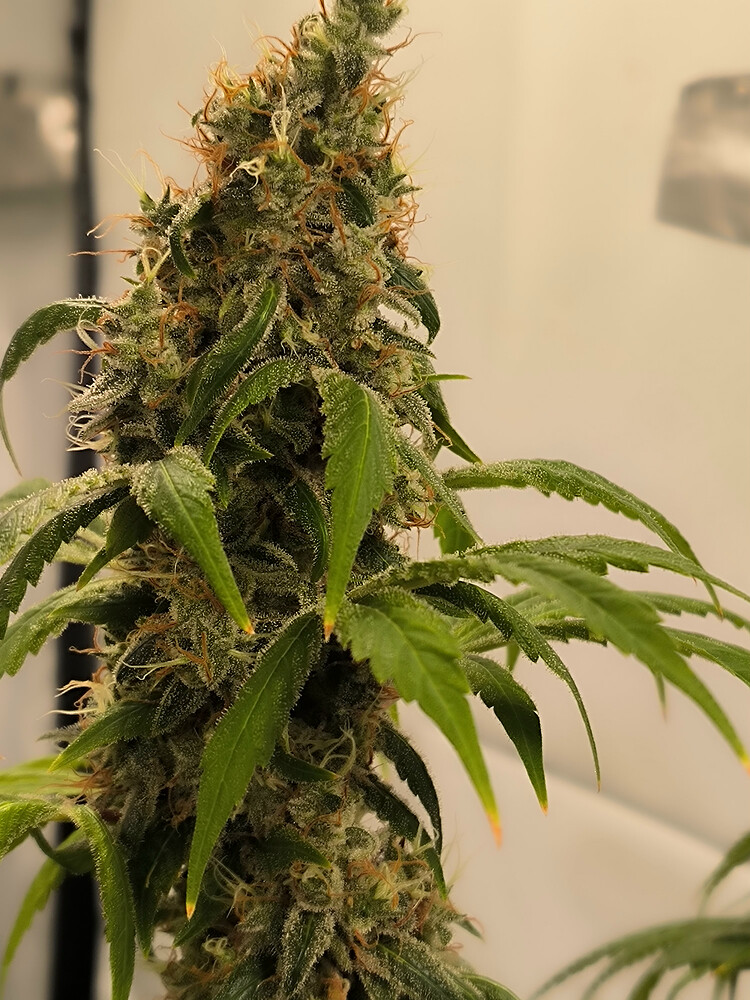 Growreport Bild 34