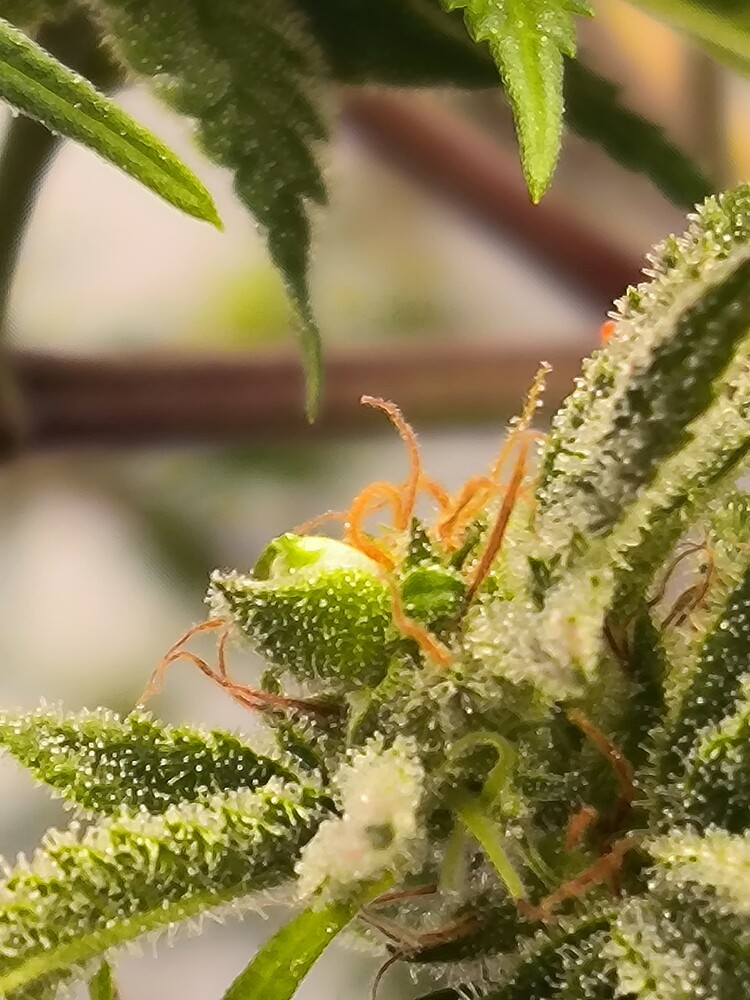 Nahaufnahme eines Cannabis-Buds mit Trichomen und orangefarbenen Stempeln, deutet auf die Wachstumsphase hin.