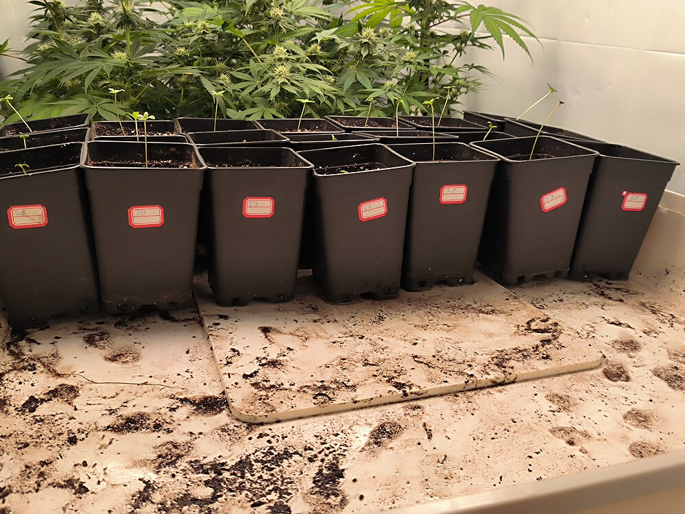 Growreport Bild 3