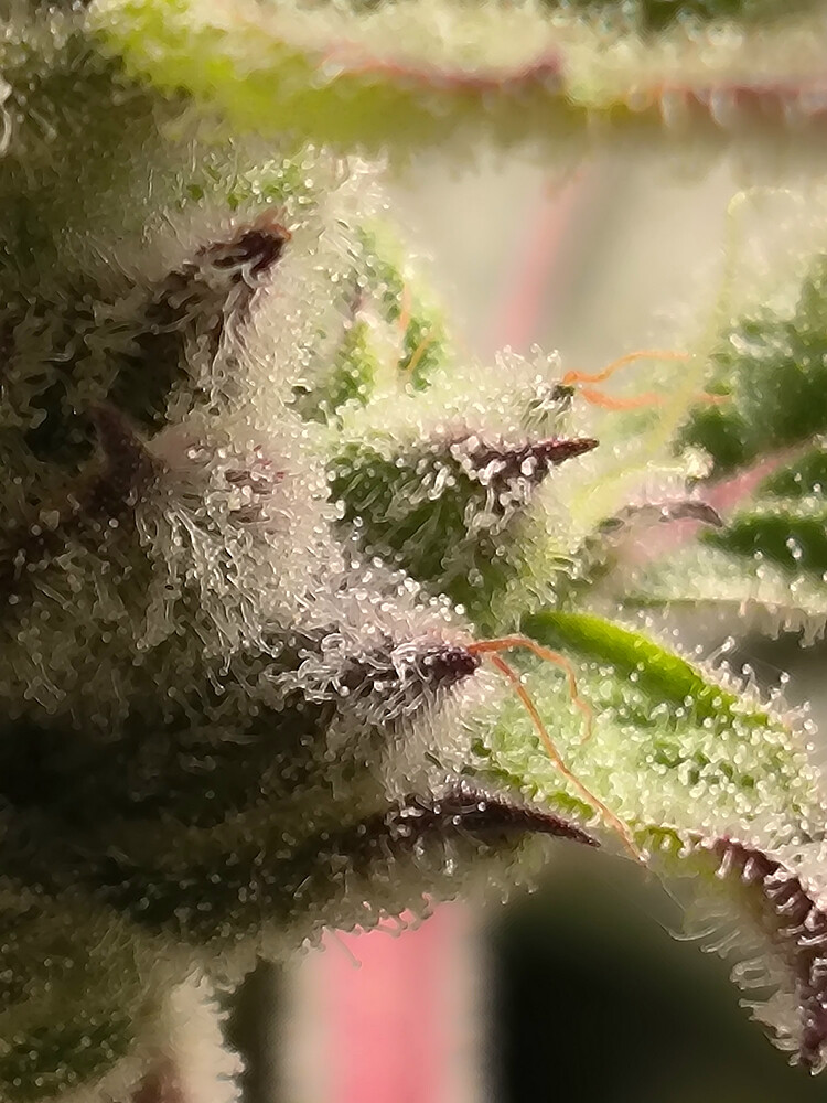 Growreport Bild 15