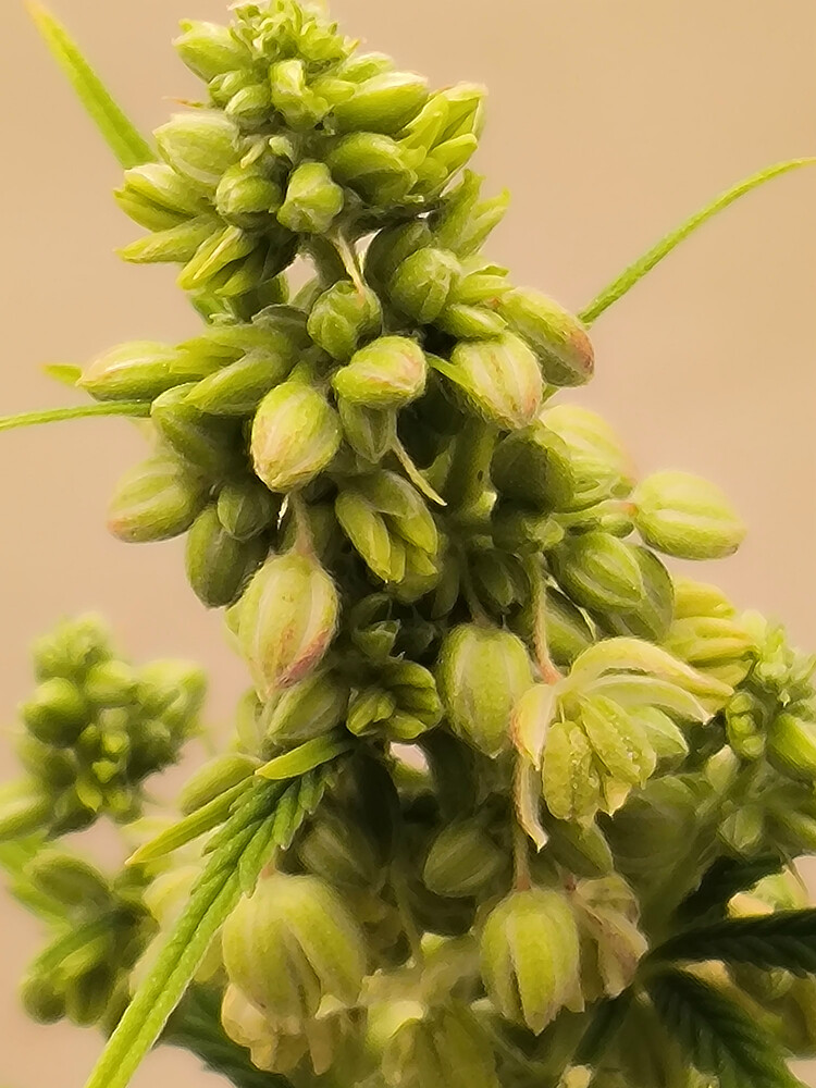 Growreport Bild 14