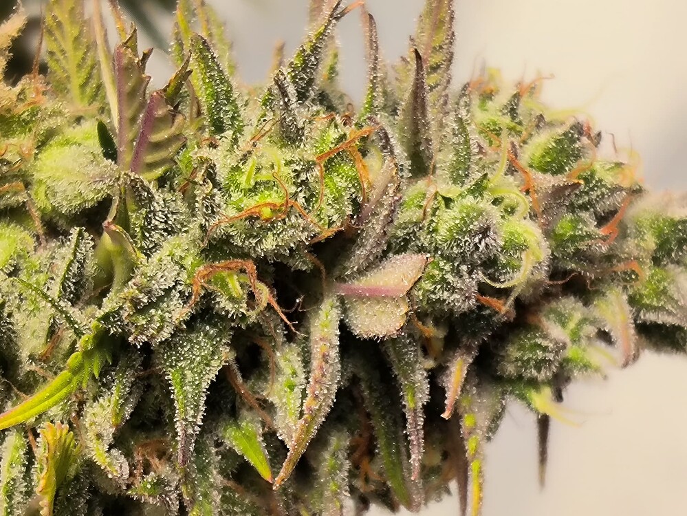 Nahaufnahme eines Cannabis-Buds mit vielen Trichomen und orangefarbenen Stempeln, einige lila Akzente sind sichtbar.