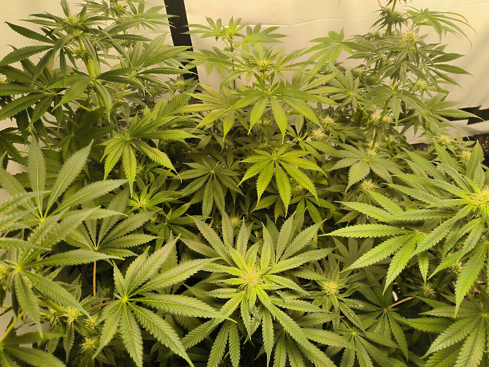Growreport Bild 4