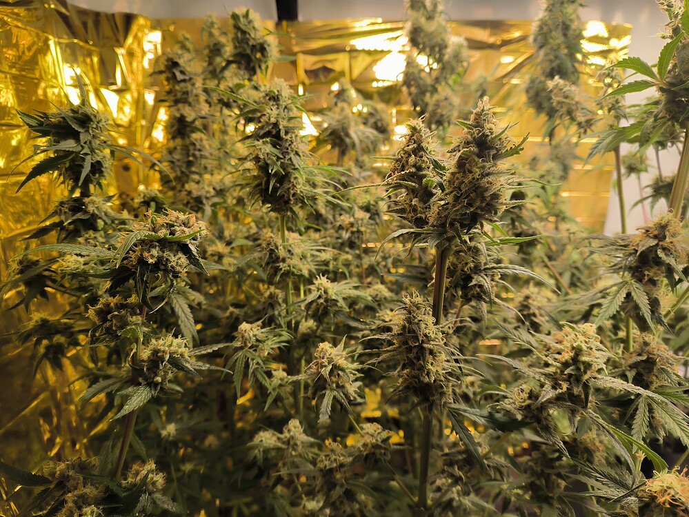 Mehrere dicht bestückte Cannabis-Pflanzen im späten Blütestadium, mit zahlreichen Blütenständen und Trichomen, vor einer reflektierenden goldenen Folie.