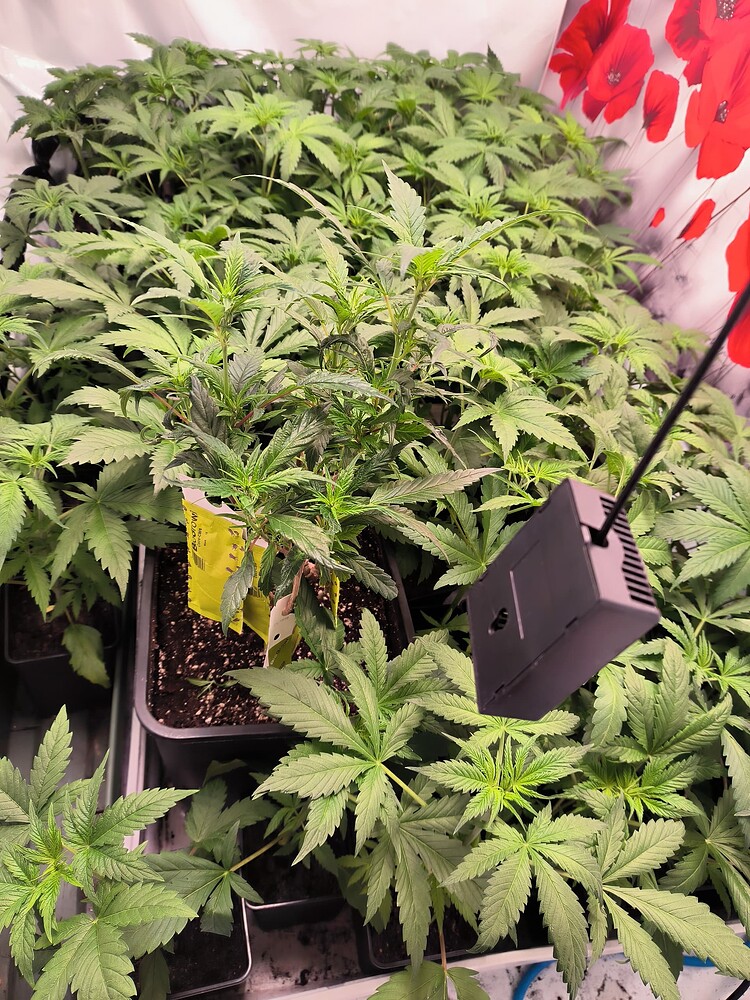 Growreport Bild 21