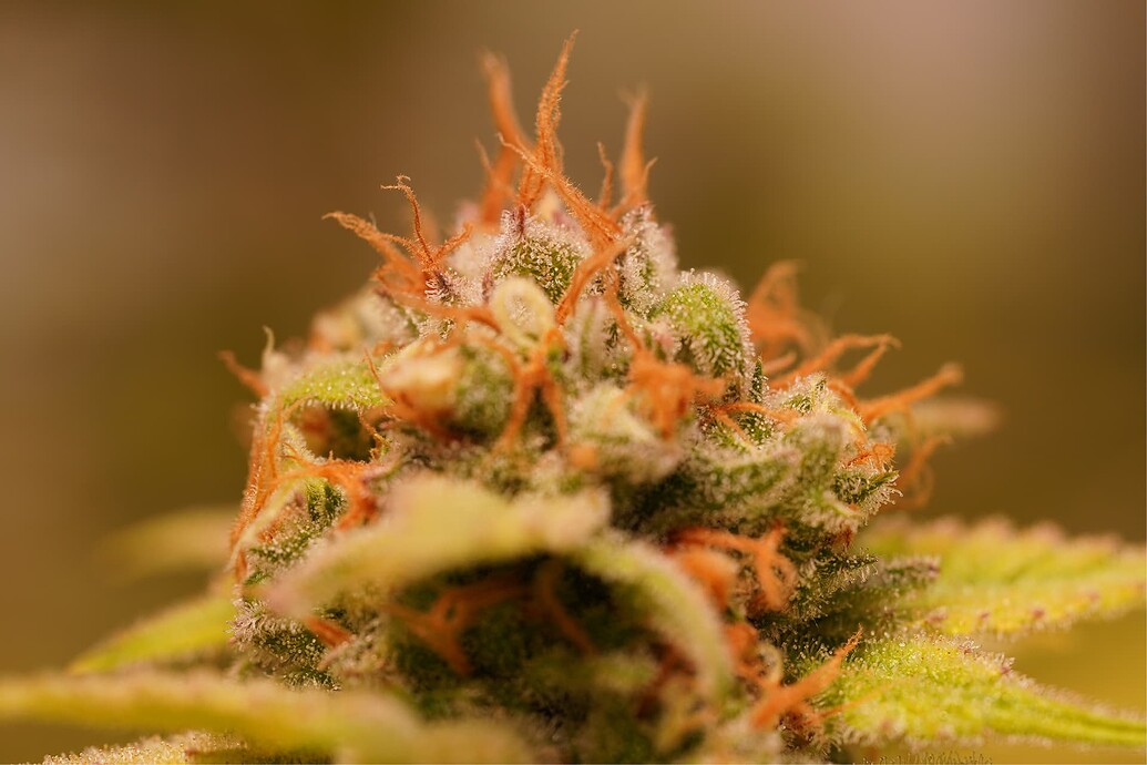 Growreport Bild 8
