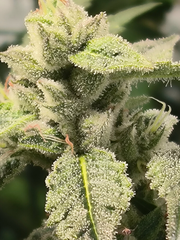 Growreport Bild 13