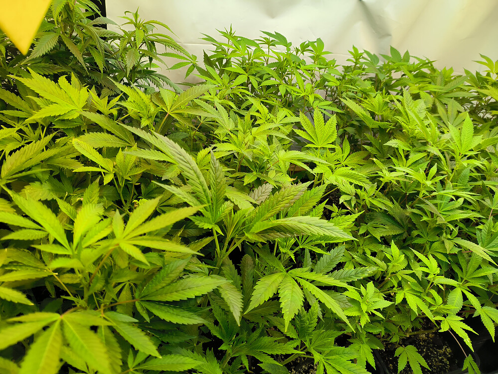 Growreport Bild 8