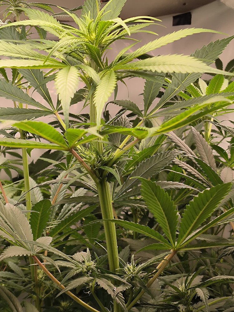 Growreport Bild 19