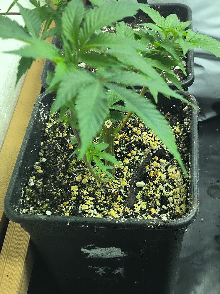 Growreport Bild 36