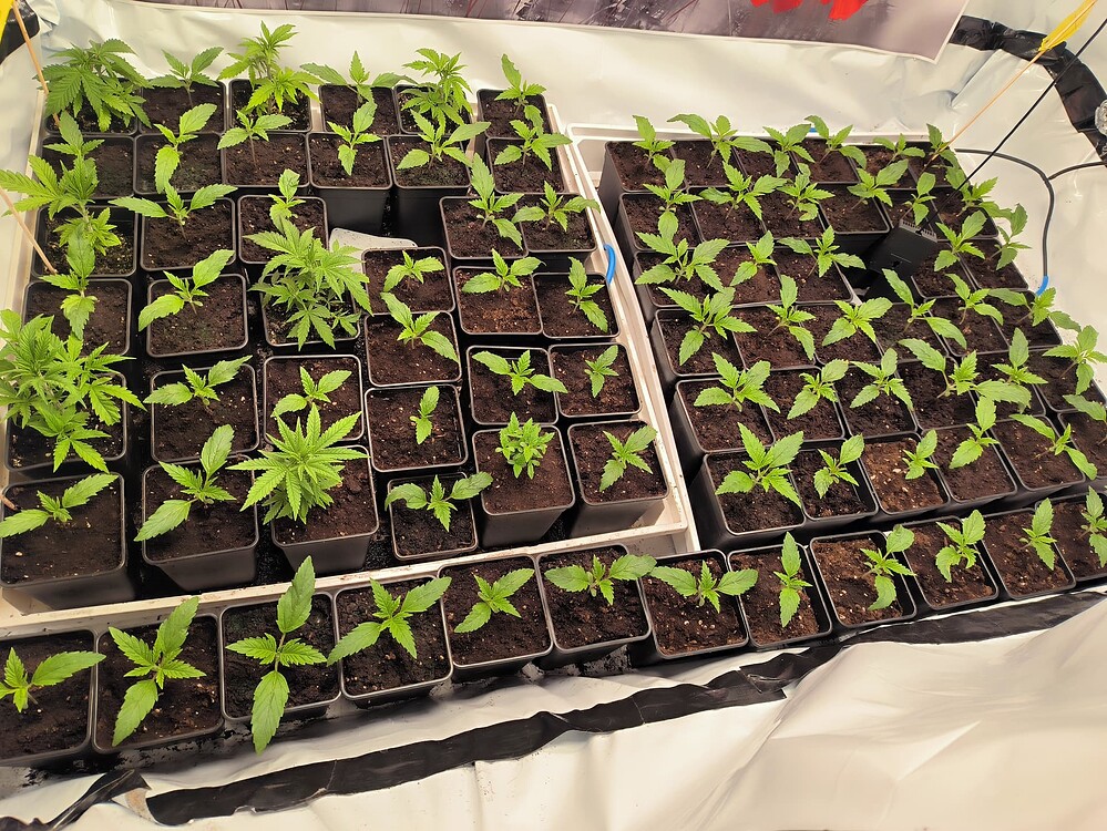 Growreport Bild 18