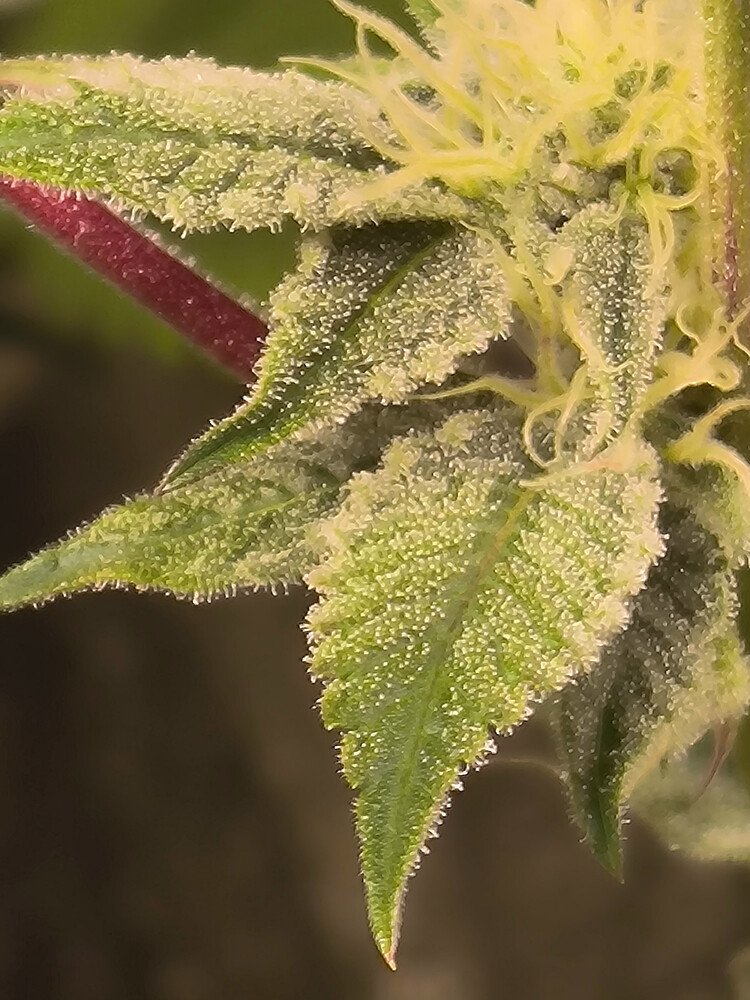 Growreport Bild 1
