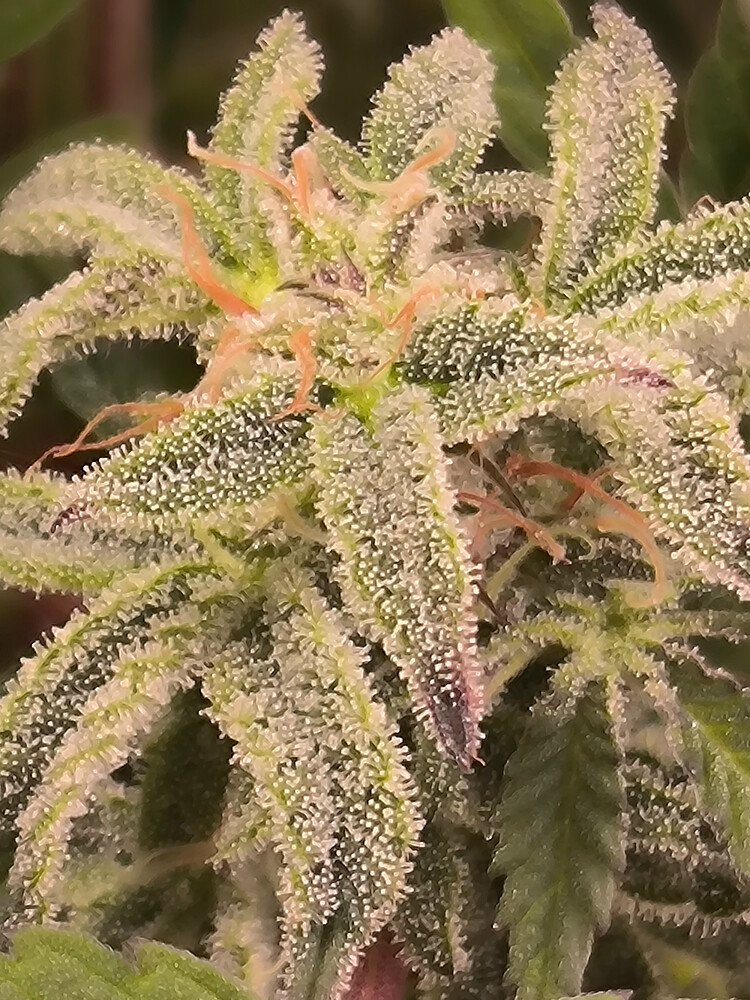 Growreport Bild 7