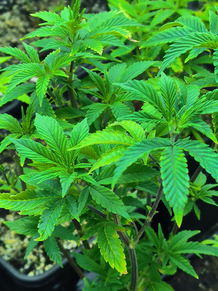 Growreport Bild 5