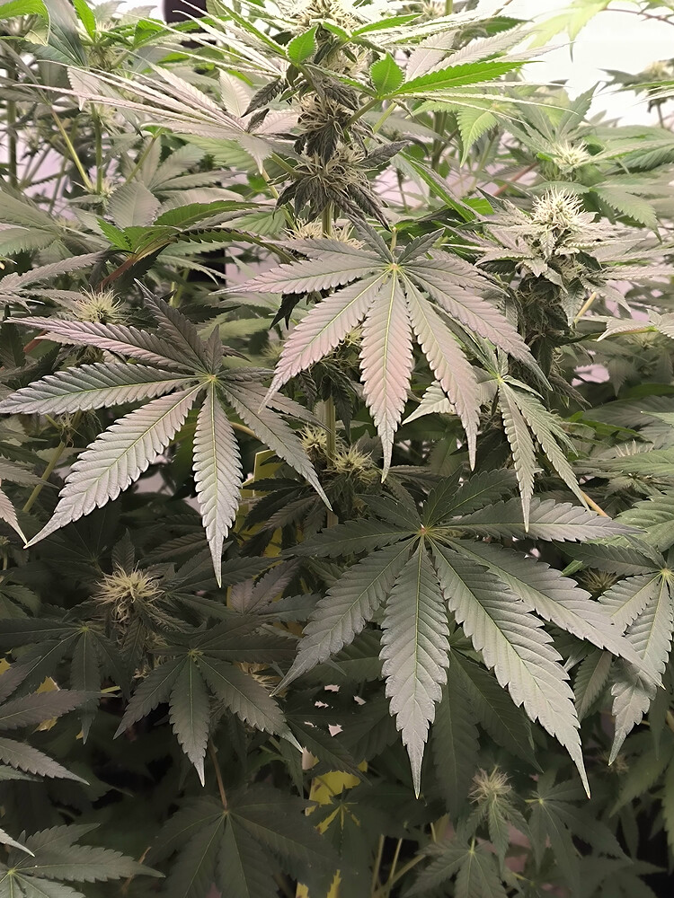 Growreport Bild 9