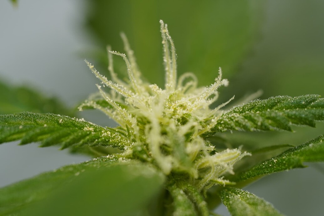 Growreport Bild 5