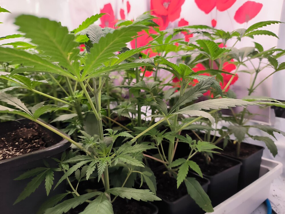 Growreport Bild 22
