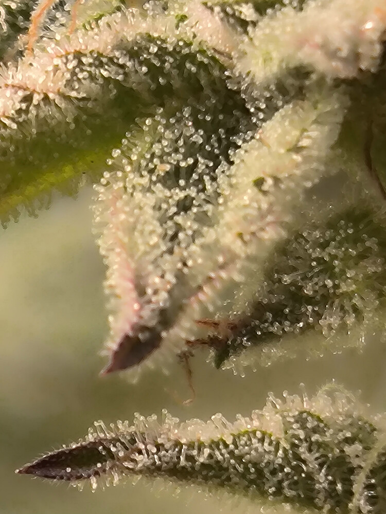 Growreport Bild 7