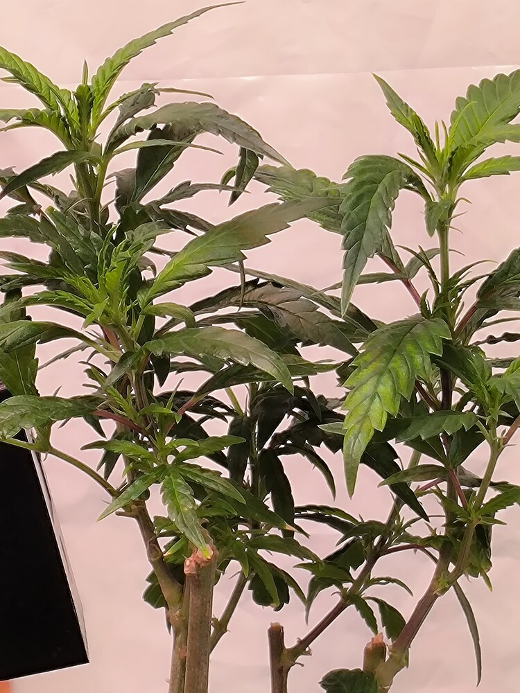 Zwei dicht beieinander stehende Cannabis-Pflanzen im Wuchsstadium, mit mehreren Haupttrieben und zahlreichen Blättern. Die Pflanzen zeigen Anzeichen von Rückschnitt.