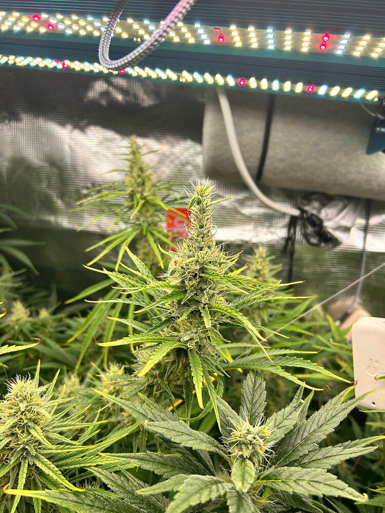 Cannabis-Pflanze im Growreport