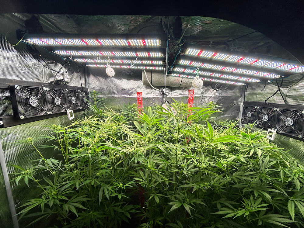 Cannabis-Pflanze im Growreport